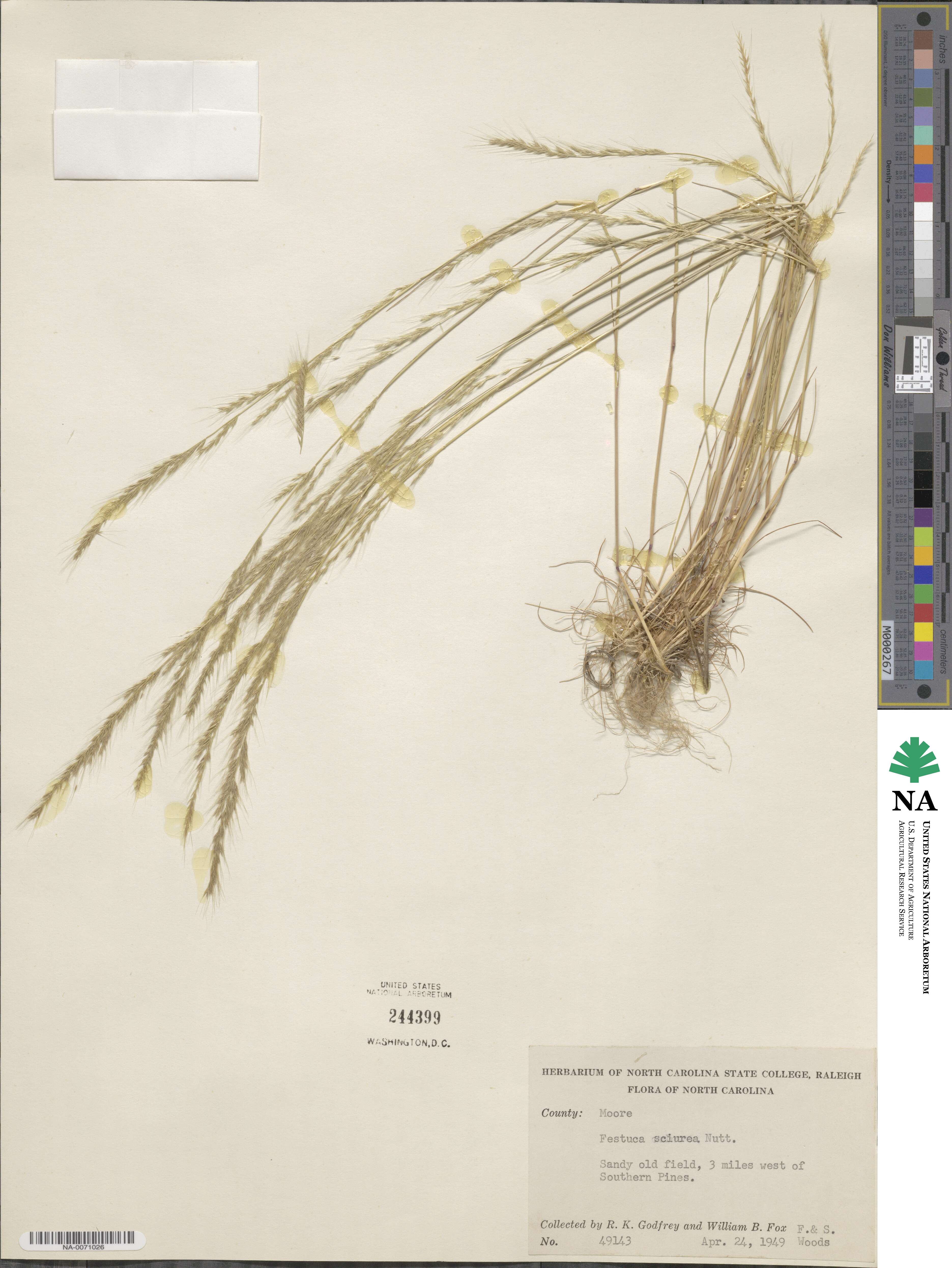 Festuca sciurea image