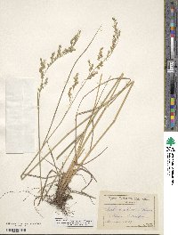 Festuca paradoxa image