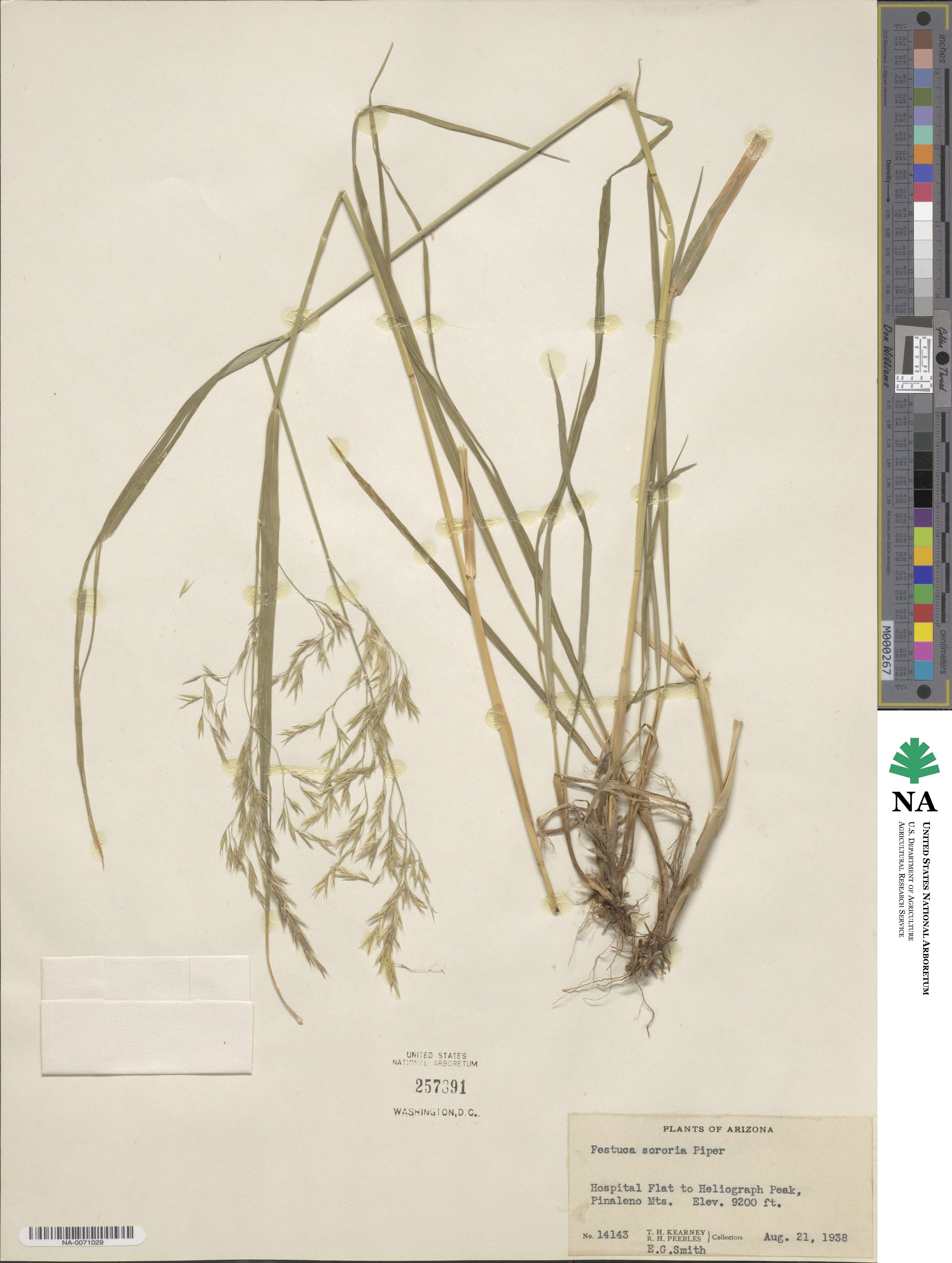 Festuca sororia image