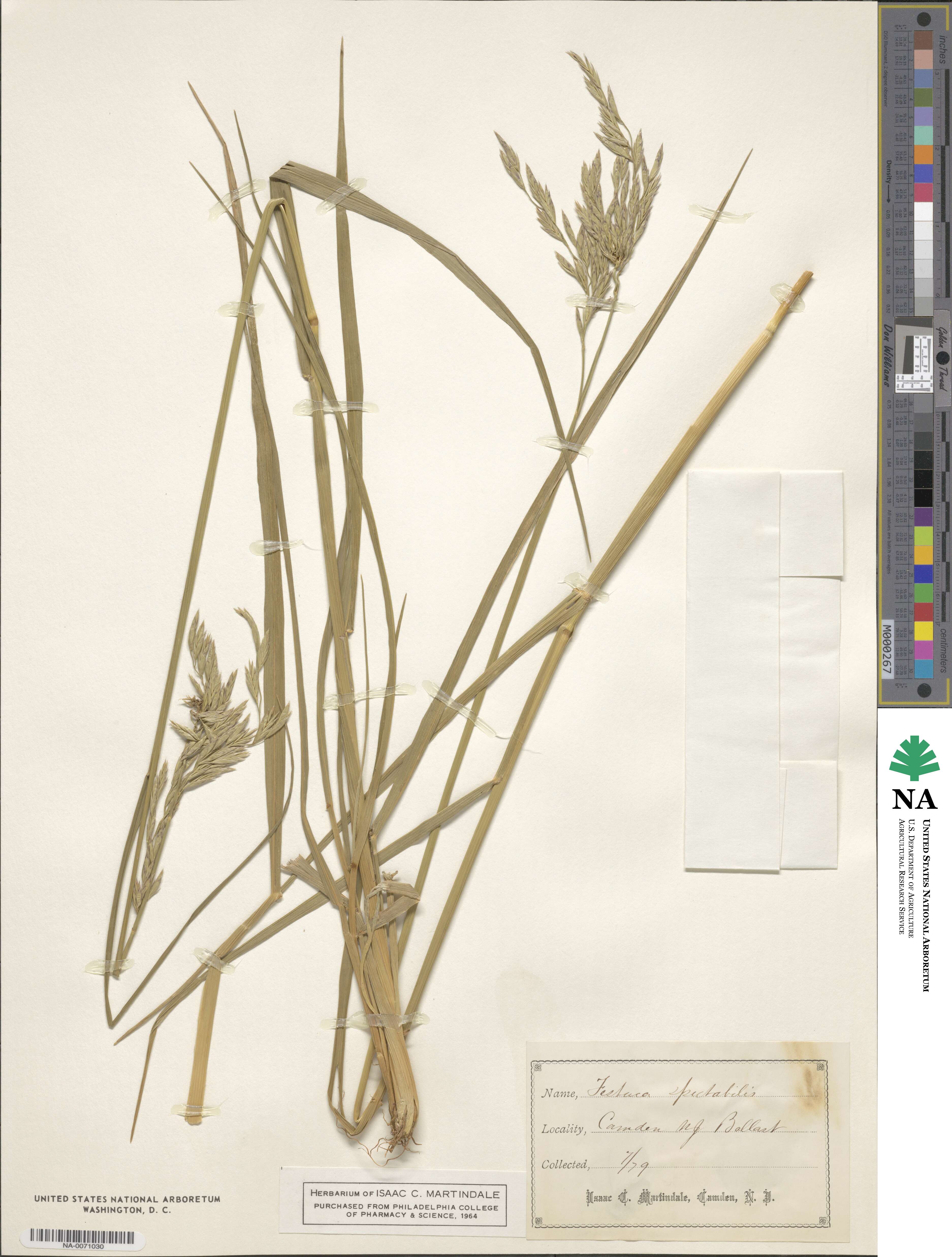 Festuca spectabilis image