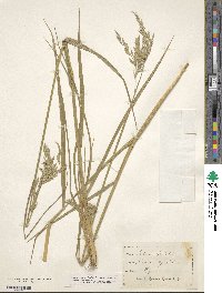 Festuca spectabilis image