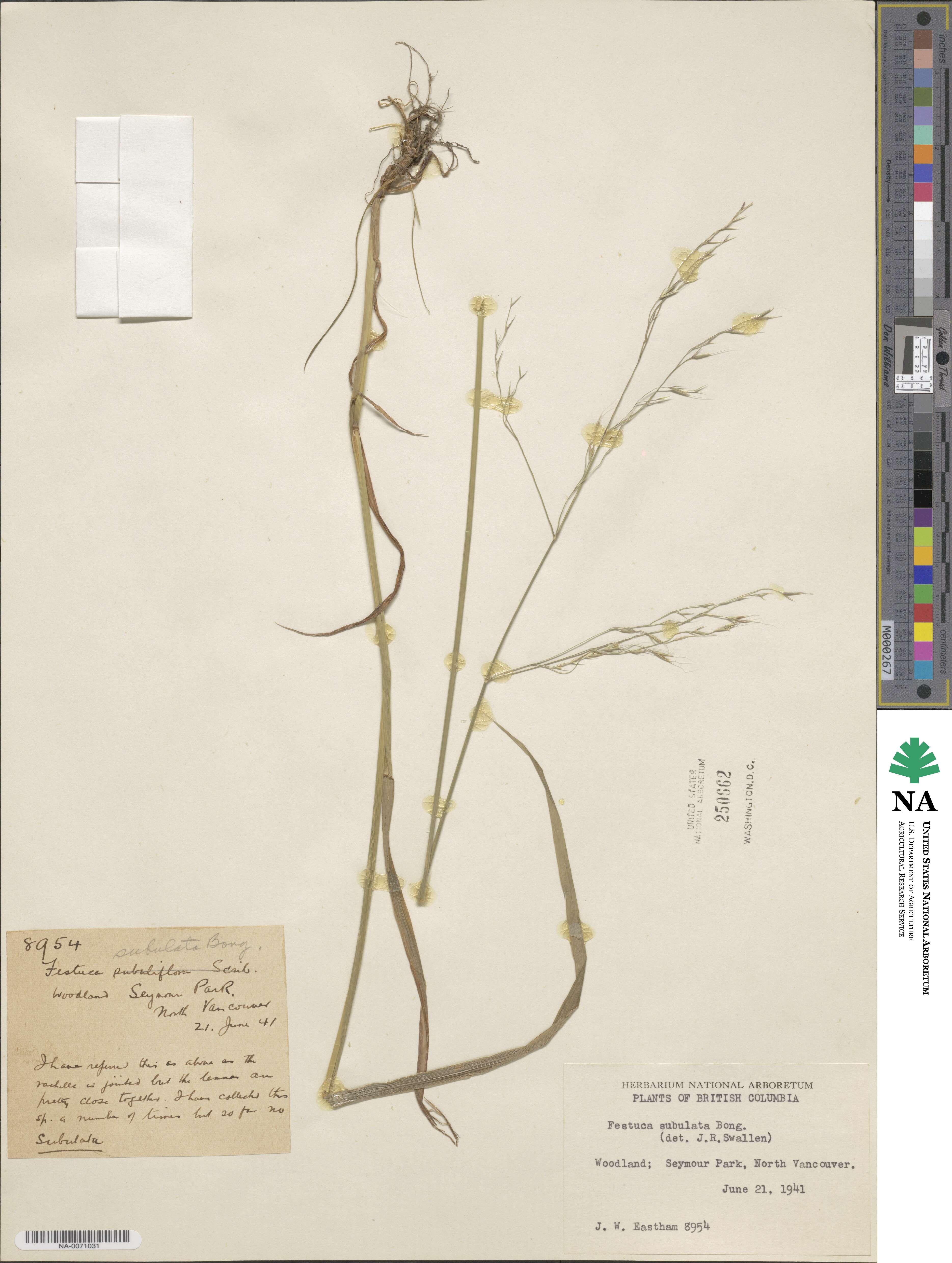 Festuca subulata image