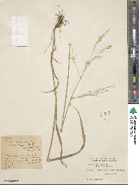 Festuca subulata image