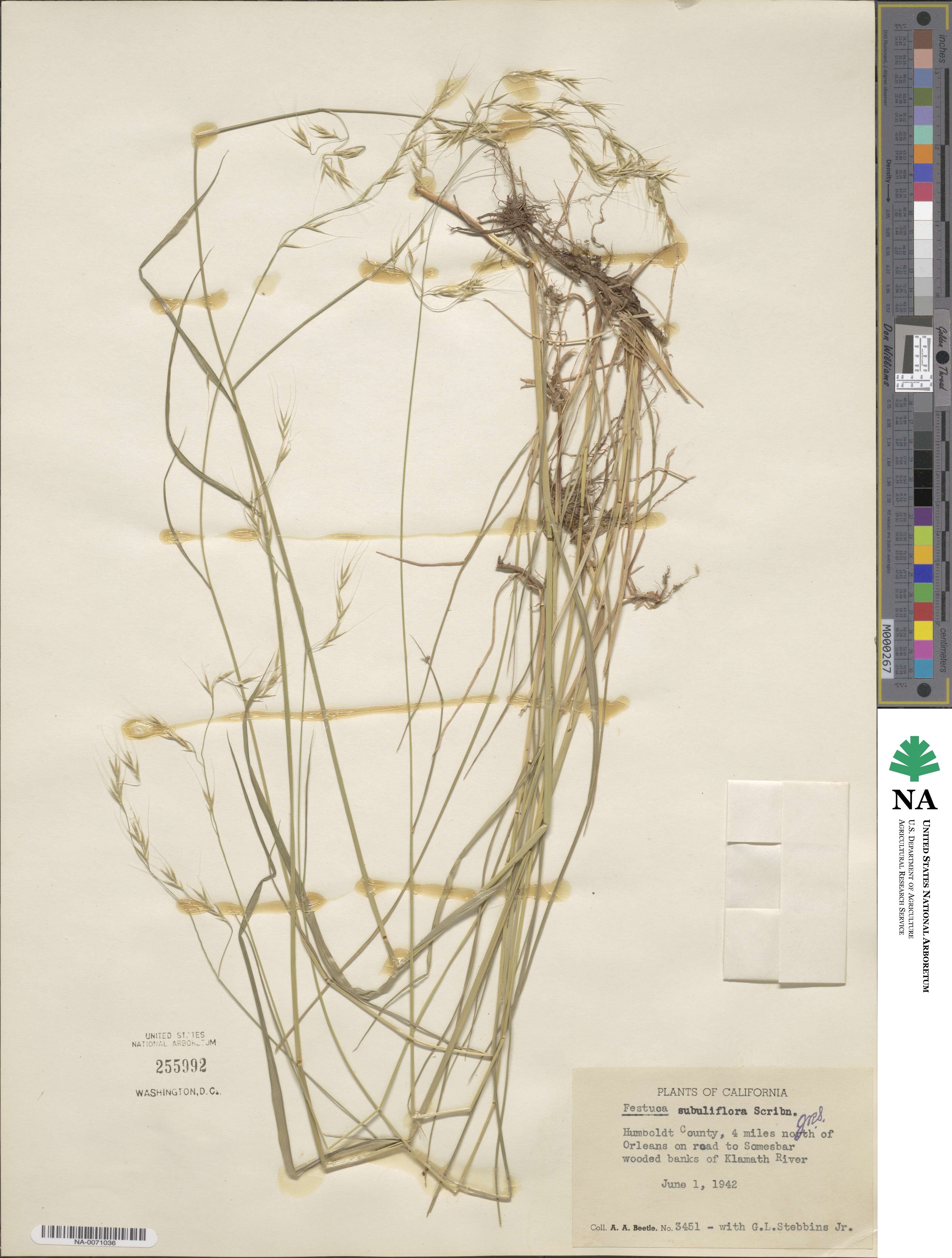 Festuca subuliflora image