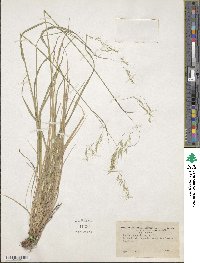 Festuca subuliflora image