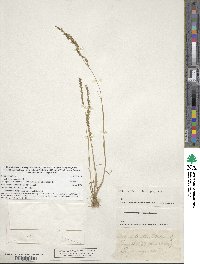 Festuca octoflora image