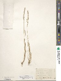 Festuca octoflora image