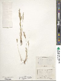 Festuca octoflora image