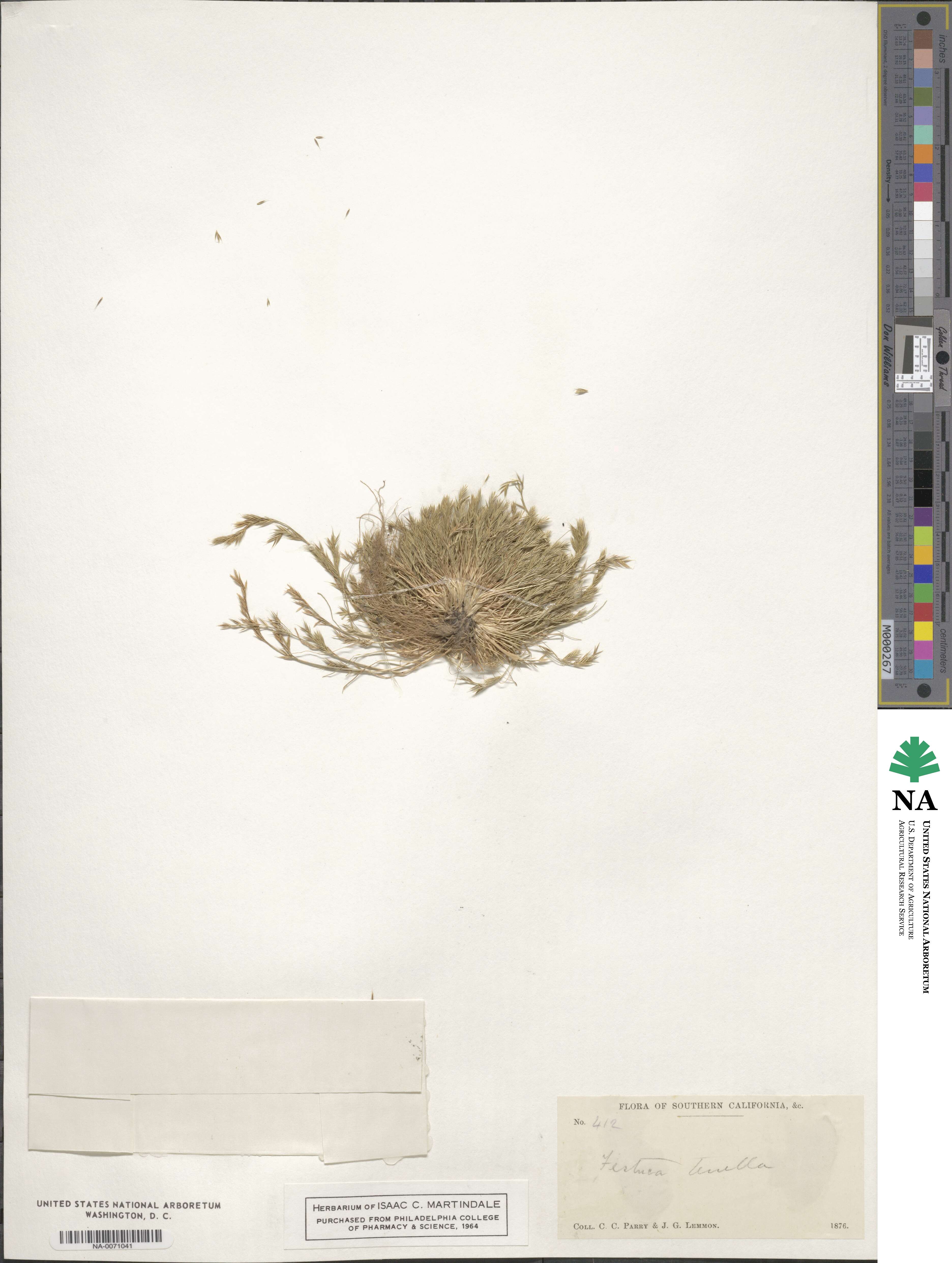 Festuca octoflora image