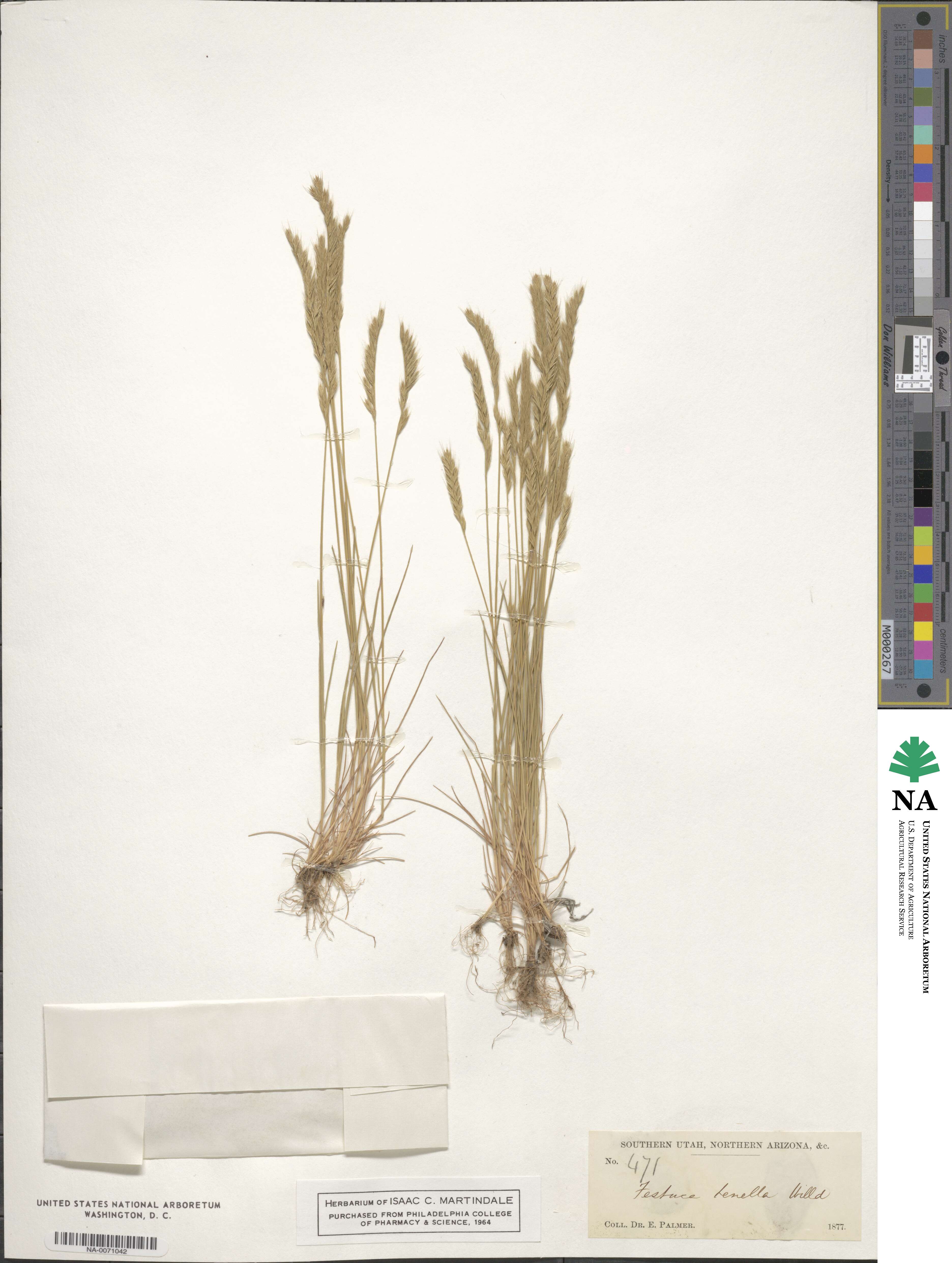Festuca octoflora image
