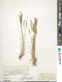 Festuca octoflora image