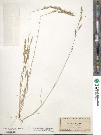 Festuca octoflora image