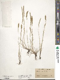 Festuca octoflora image