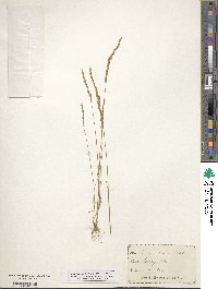 Festuca octoflora image