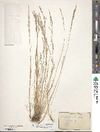 Festuca octoflora image