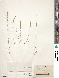 Festuca octoflora image