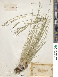 Festuca thurberi image