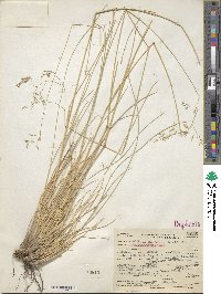 Festuca thurberi image