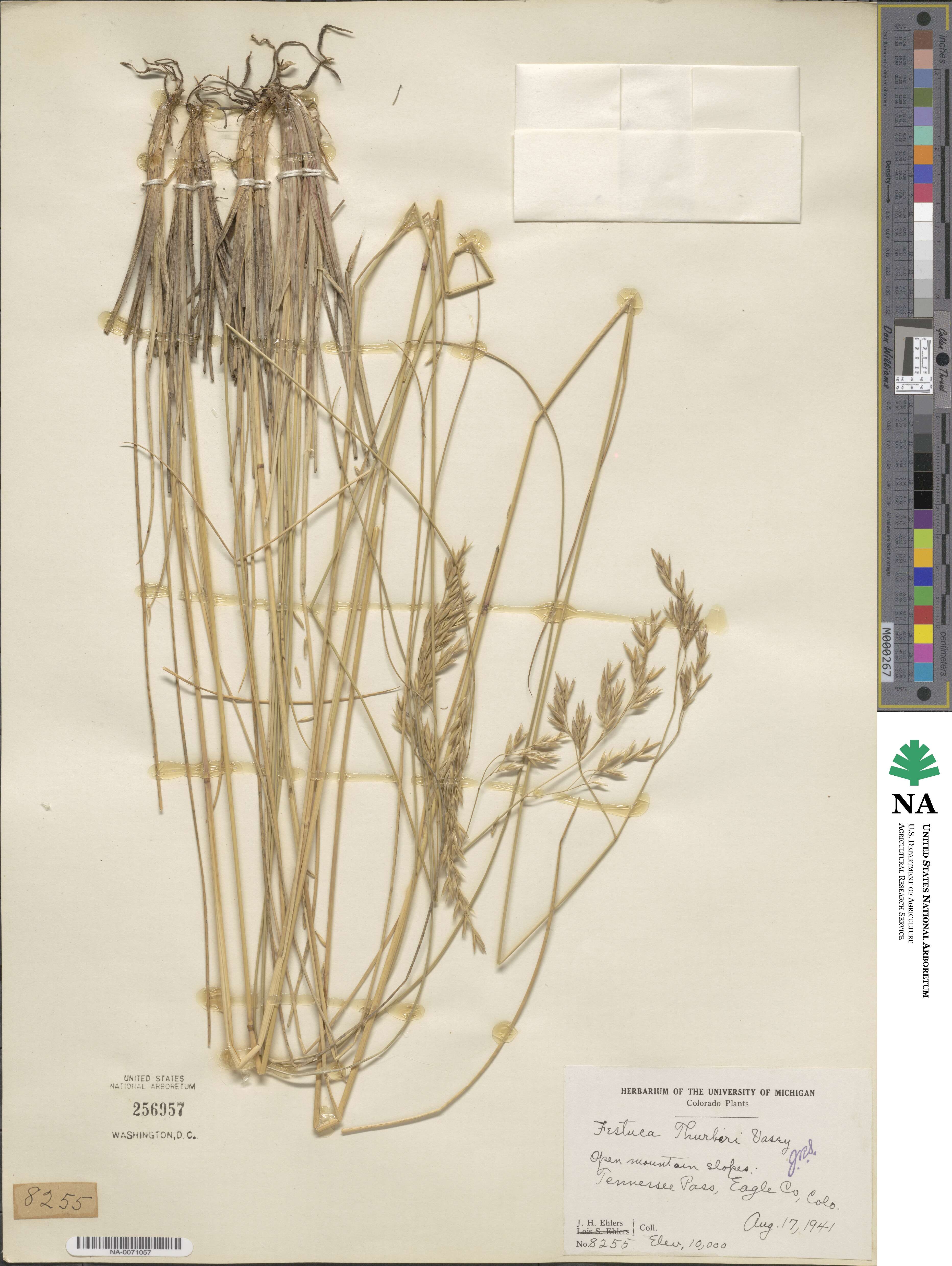 Festuca thurberi image