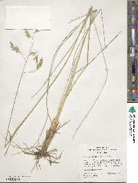 Festuca thurberi image