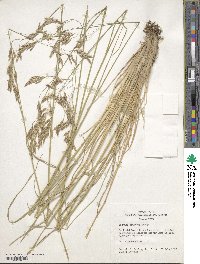 Festuca thurberi image