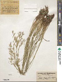 Festuca viridula image