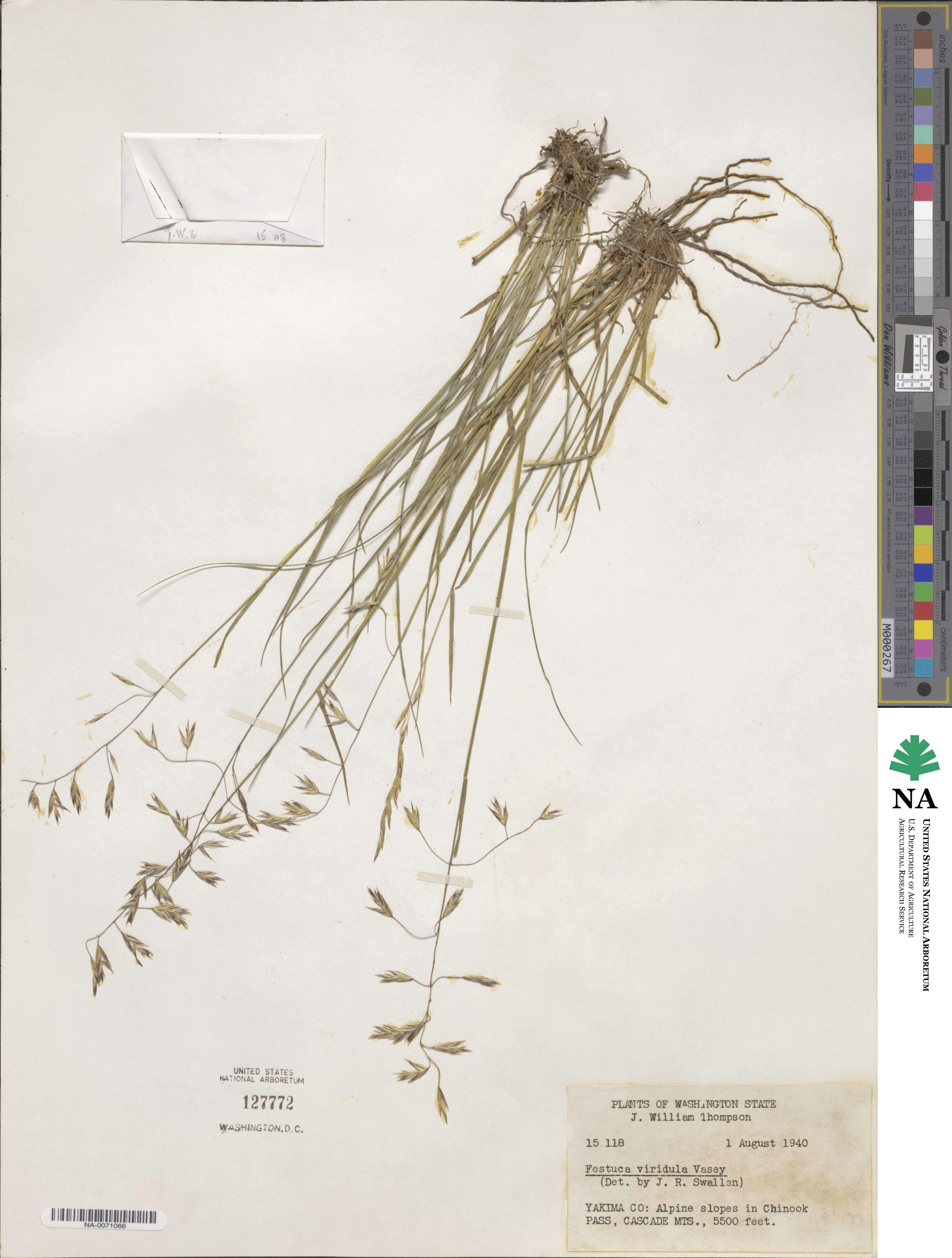 Festuca viridula image