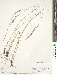 Festuca viridula image