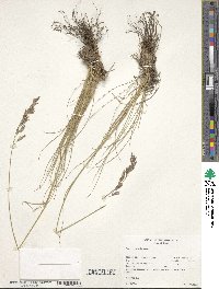 Festuca viridula image