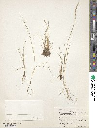 Festuca bromoides image