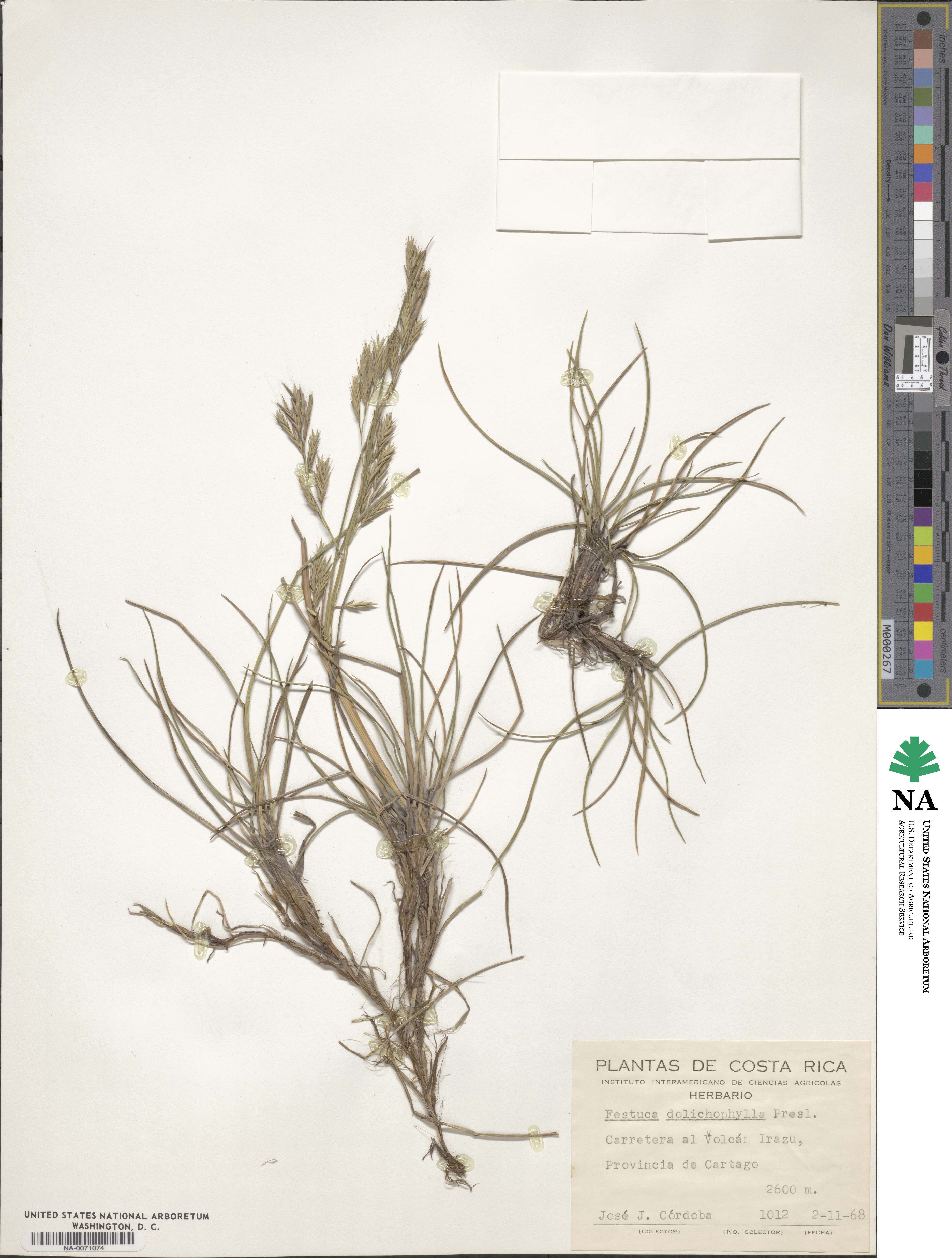 Festuca dolichophylla image