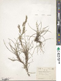 Image of Festuca dolichophylla