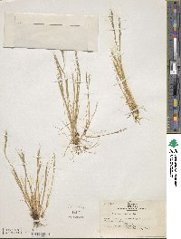 Festuca myuros image