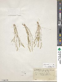 Festuca octoflora image