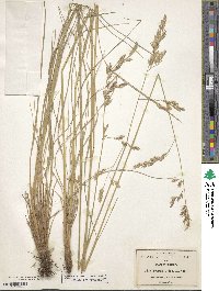 Festuca ovina image