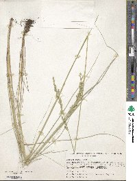 Festuca rosei image