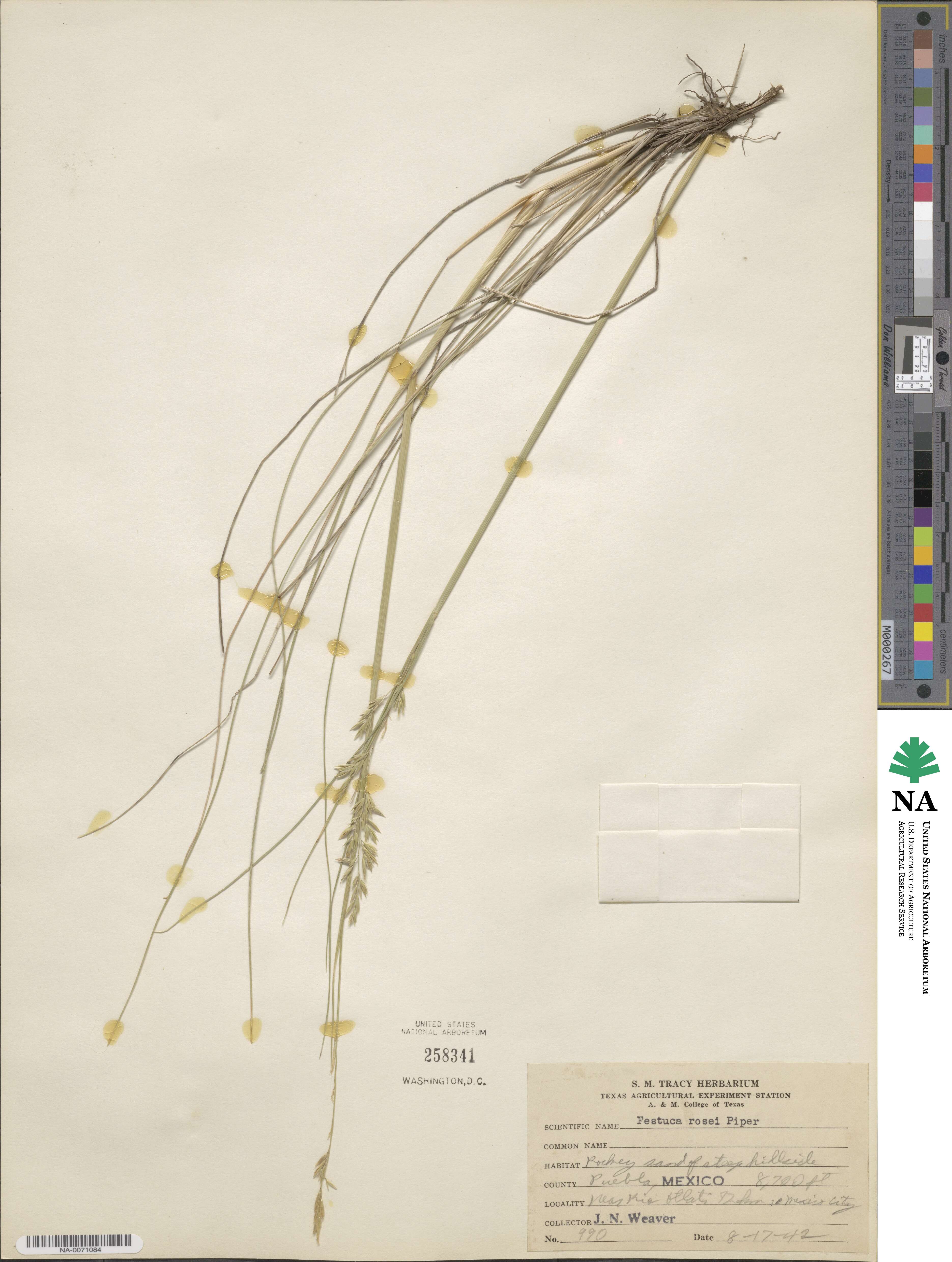 Festuca rosei image