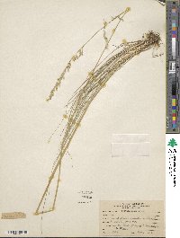 Festuca rosei image