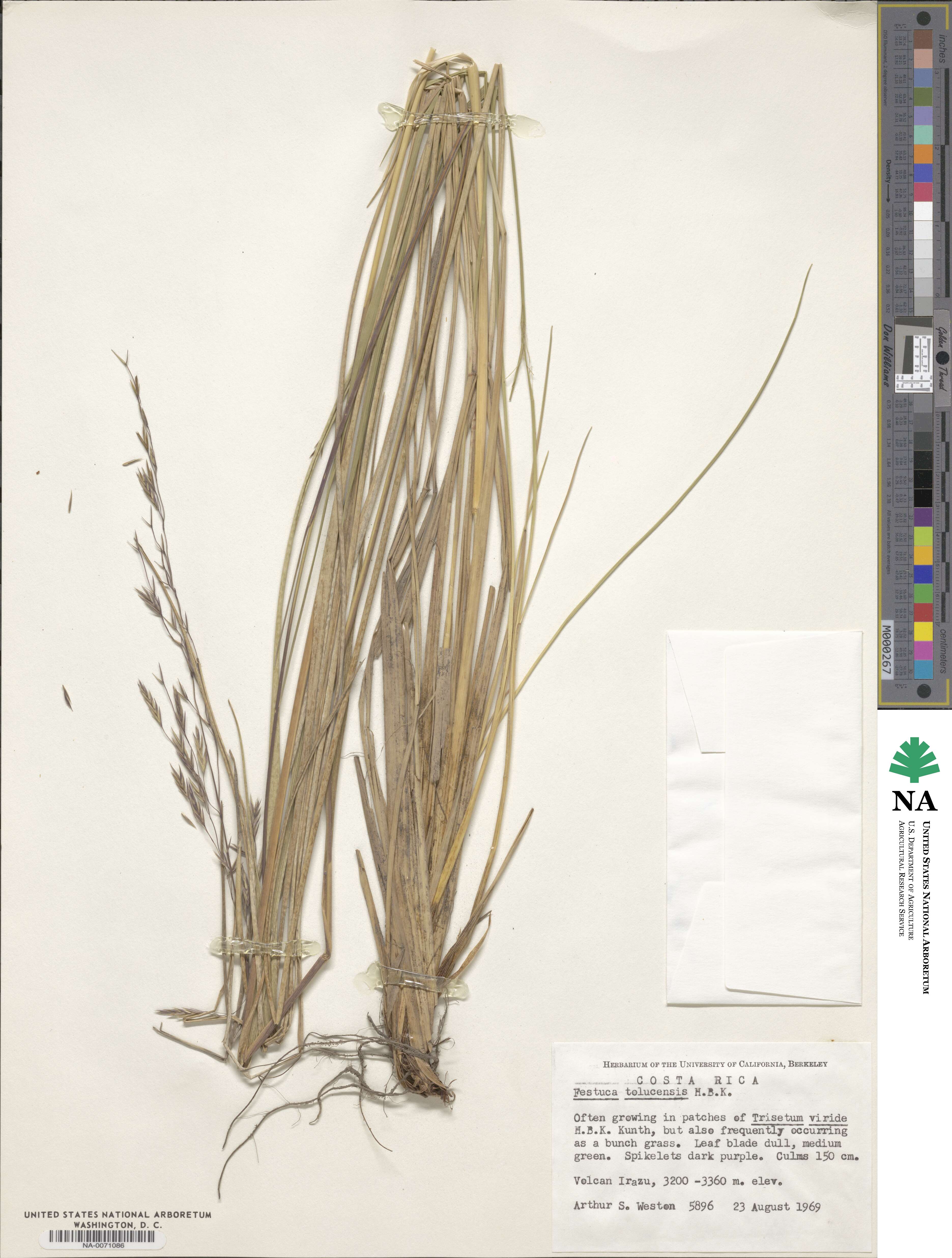 Festuca tolucensis image