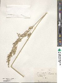 Festuca acanthophylla image