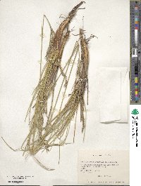 Festuca acanthophylla image