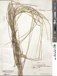 Festuca acanthophylla image