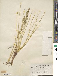 Festuca acanthophylla image