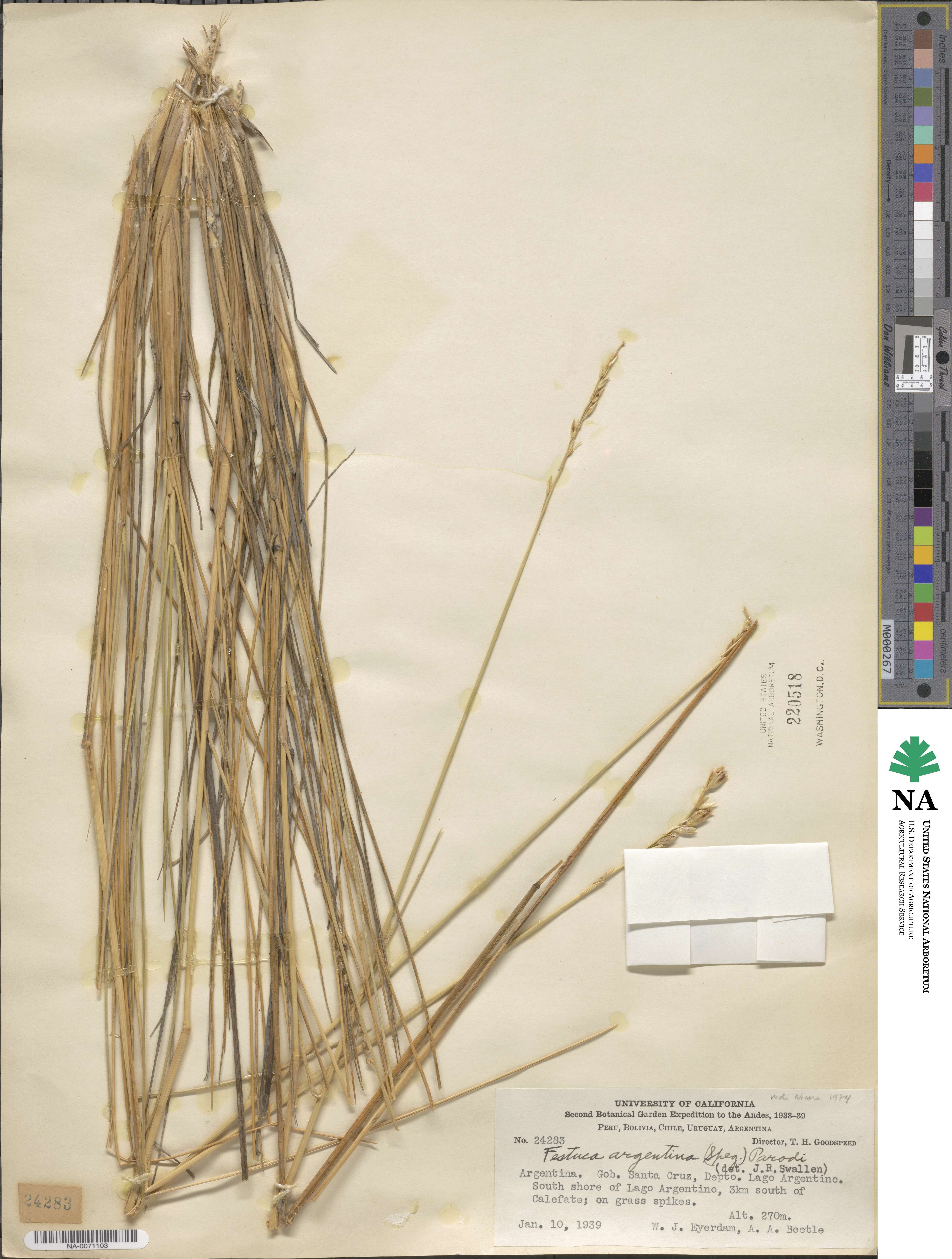 Festuca argentina image