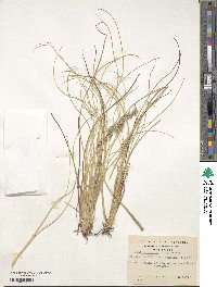 Festuca cirrosa image