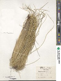 Festuca cirrosa image