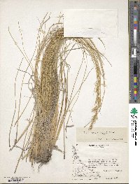 Festuca cirrosa image