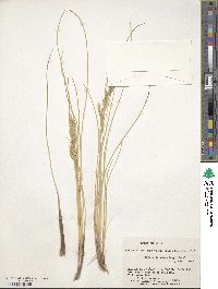 Festuca cirrosa image