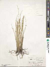 Festuca cirrosa image