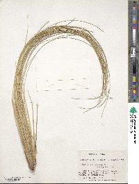 Festuca cirrosa image